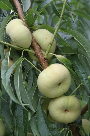 Tangos II - Peach Varieties